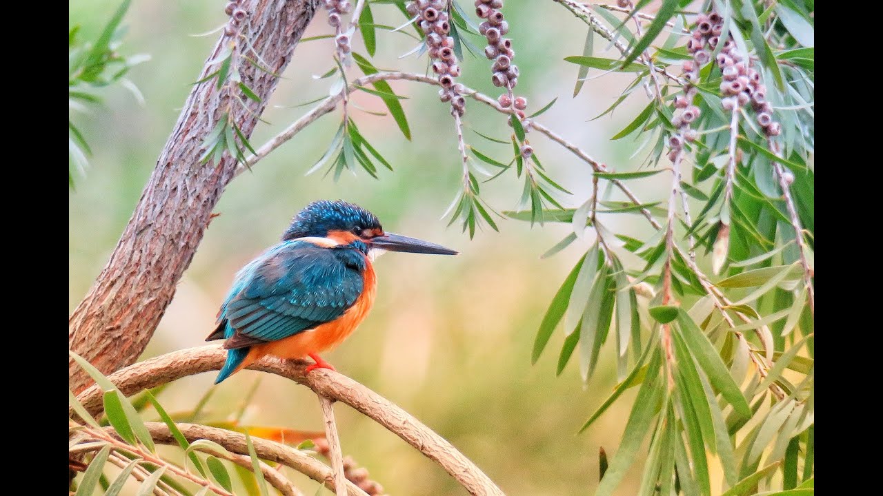 Nature Relaxation - Birds Singing - Wildlife atmosphere