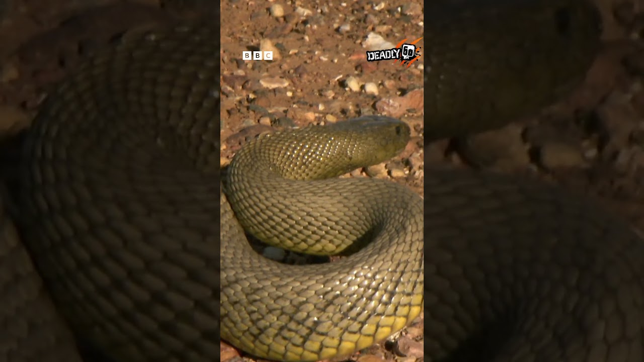 The DEADLIEST Snake in the world! | Deadly 60 | CBBC