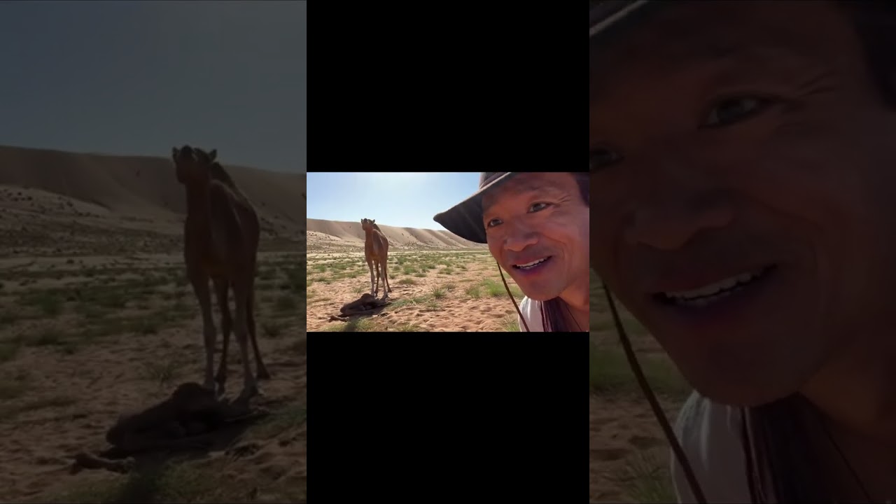 Came across a mama camel delivering her baby while filming the new season of lost cities ! . 
