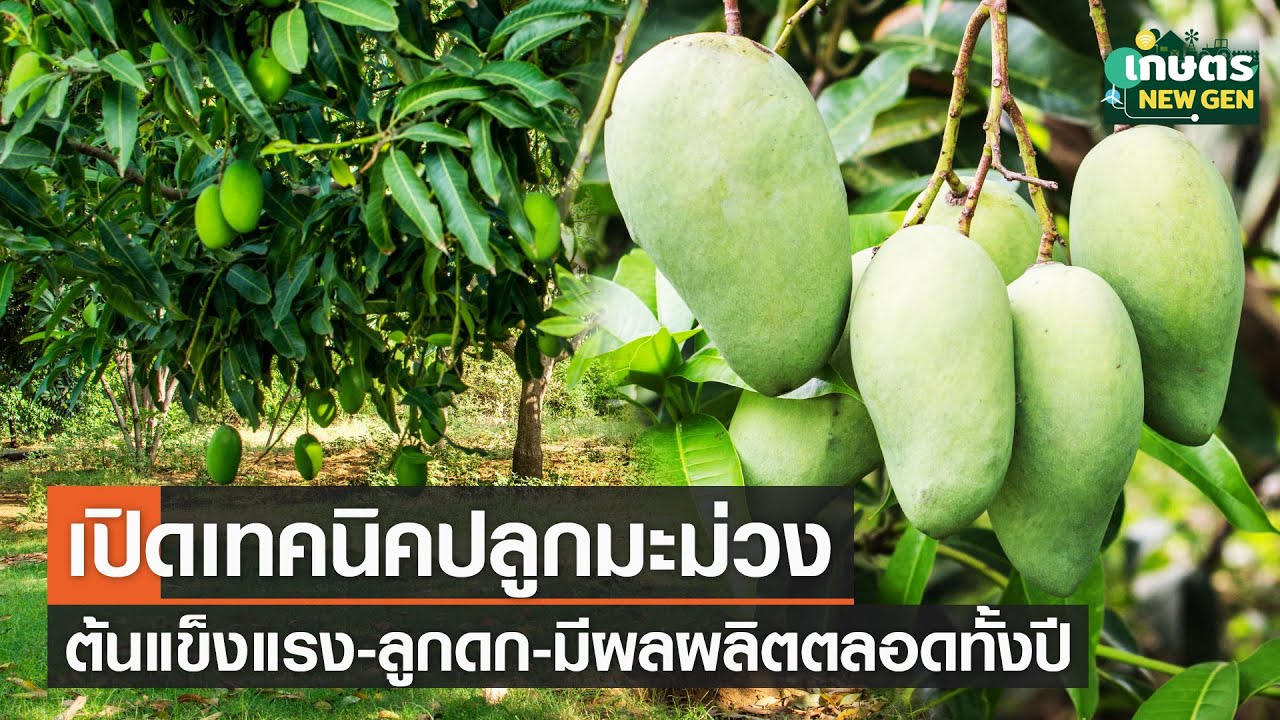 เปิดเทคนิคปลูกมะม่วง ต้นแข็งแรง-ลูกดก-มีผลผลิตตลอดทั้งปี | เกษตรนิวเจน