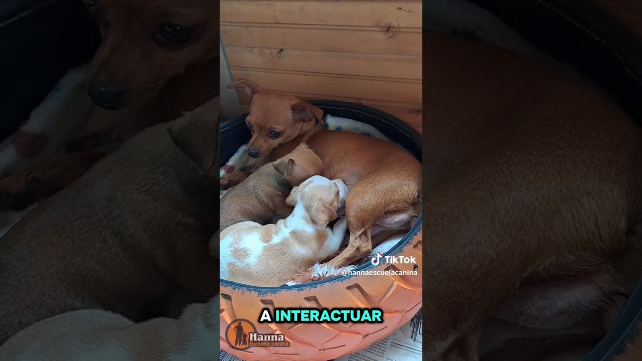 #Adiestramientocanino#Escuelaparaperros#Hotelcanino#Alimentonatural#DietaBarf#Popayan