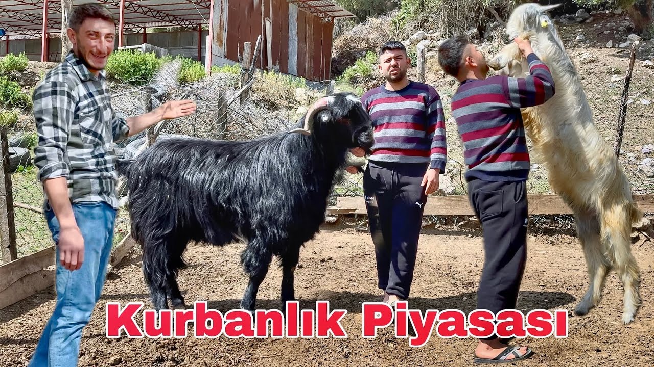 YEM FİYATLARI DURDURULAMIYOR ! 2025 KURBANLIK FİYATLARI NE KADAR OLUR ?