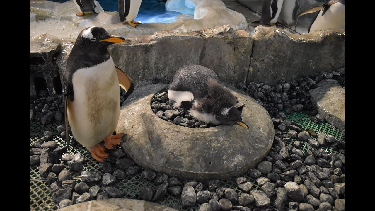 【名古屋港水族館】ジェンツーペンギンの呼び出し給餌