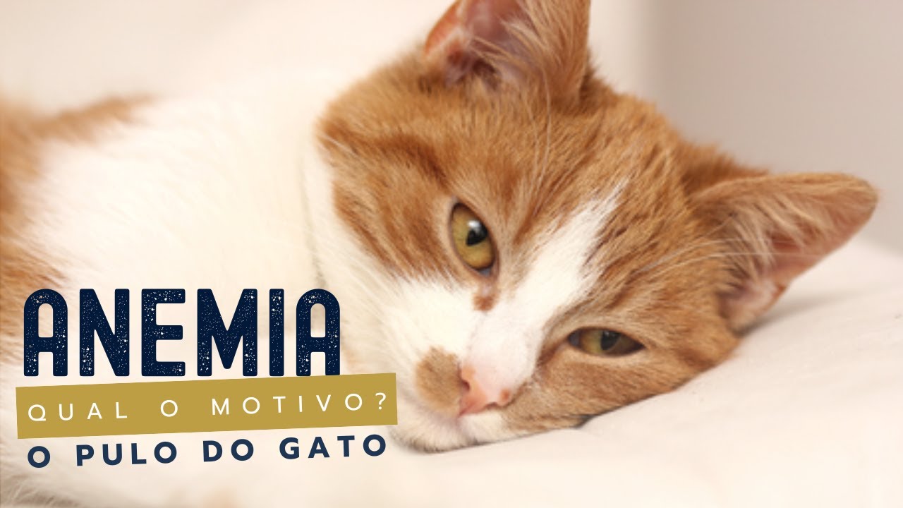 Anemia | Qual o Motivo? | O Pulo do Gato