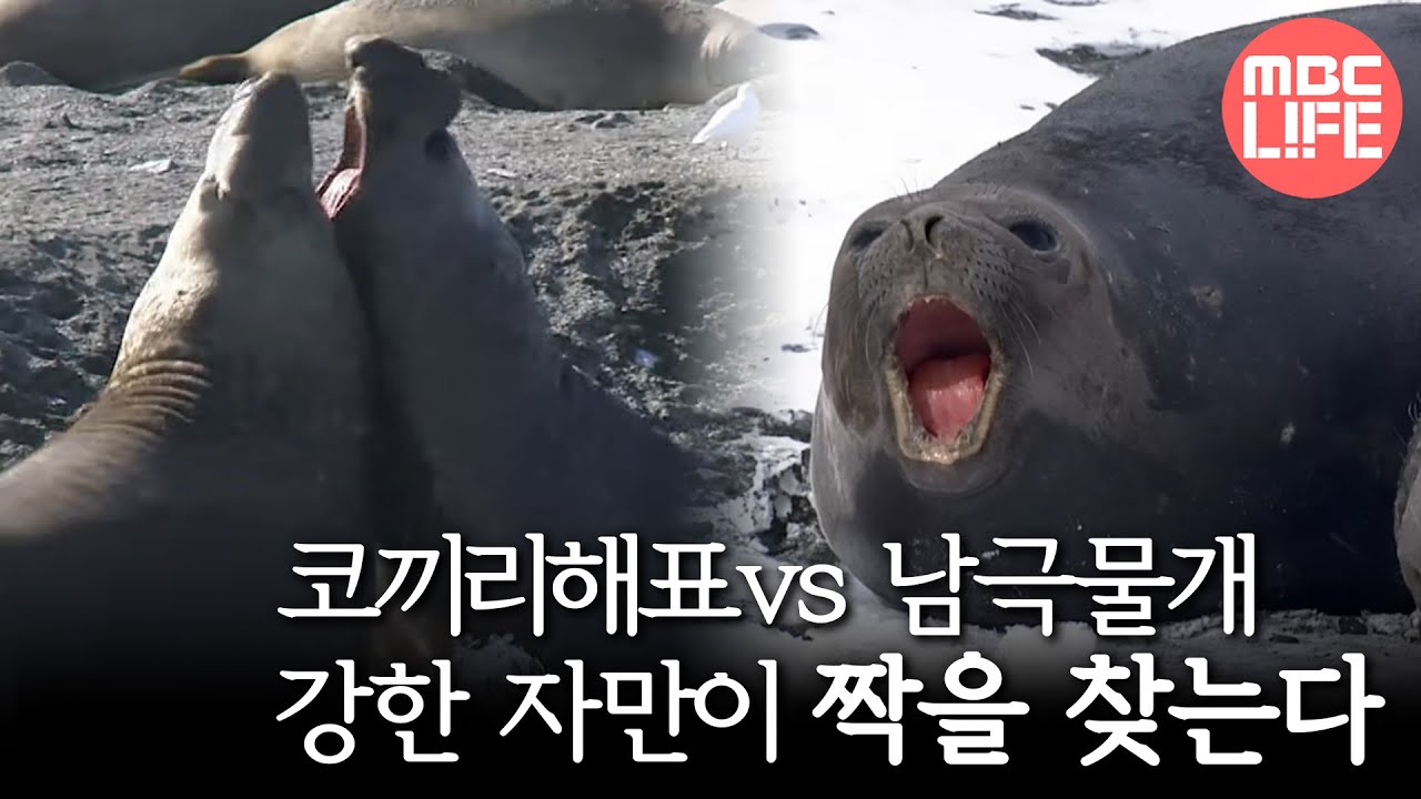 Mating of elephant seal - Tears of the Antarctic EP01, #03, 코끼리해표와 남극물개의 짝