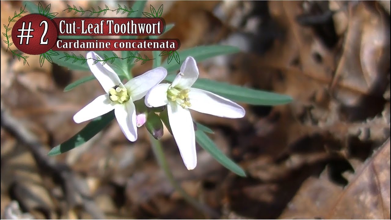 6 Wild Edibles Native to The Eastern United States