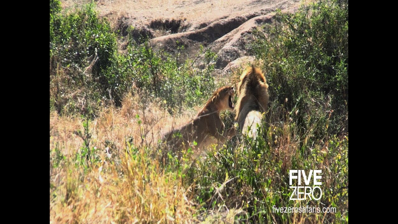 Male lions kill cubs and take over pride