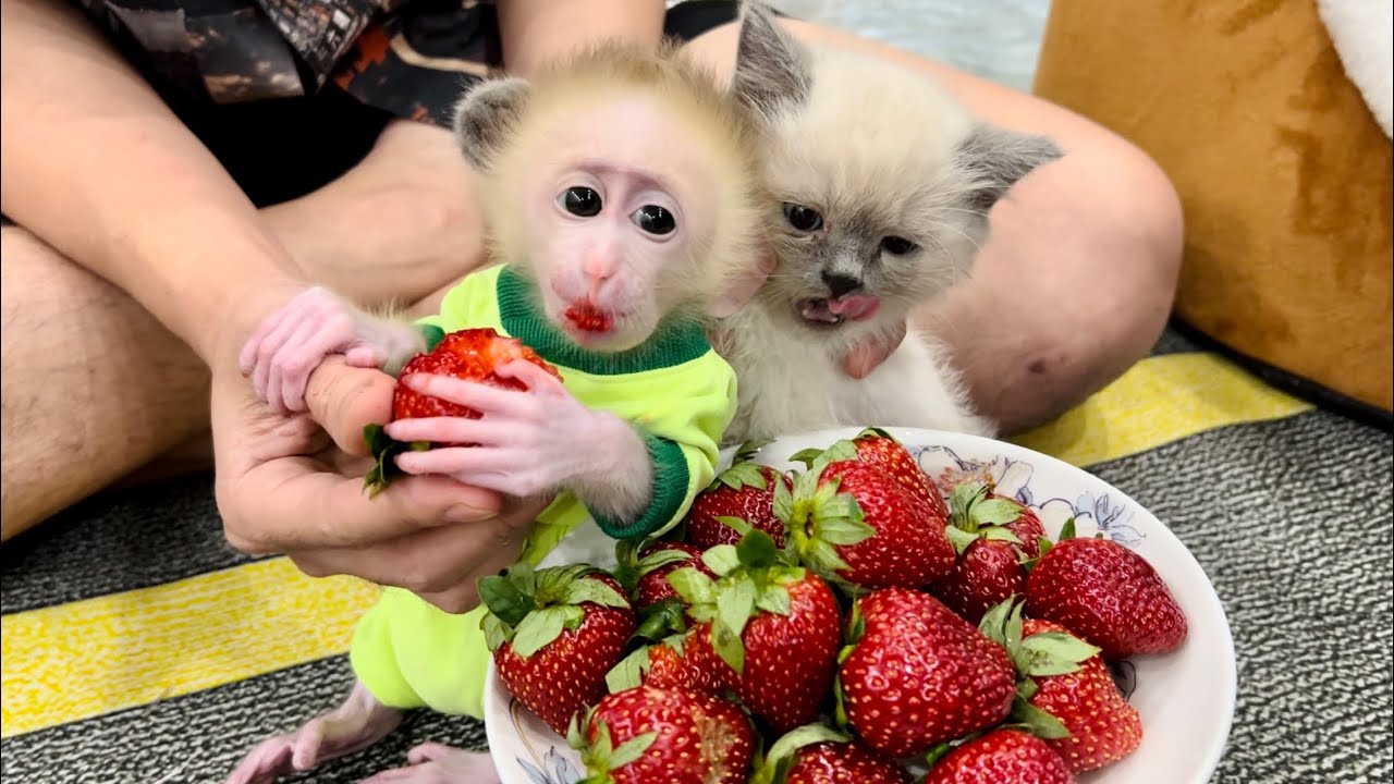 Lovely moments of Baby Monkey Mew Mew and Cat Mon Mon
