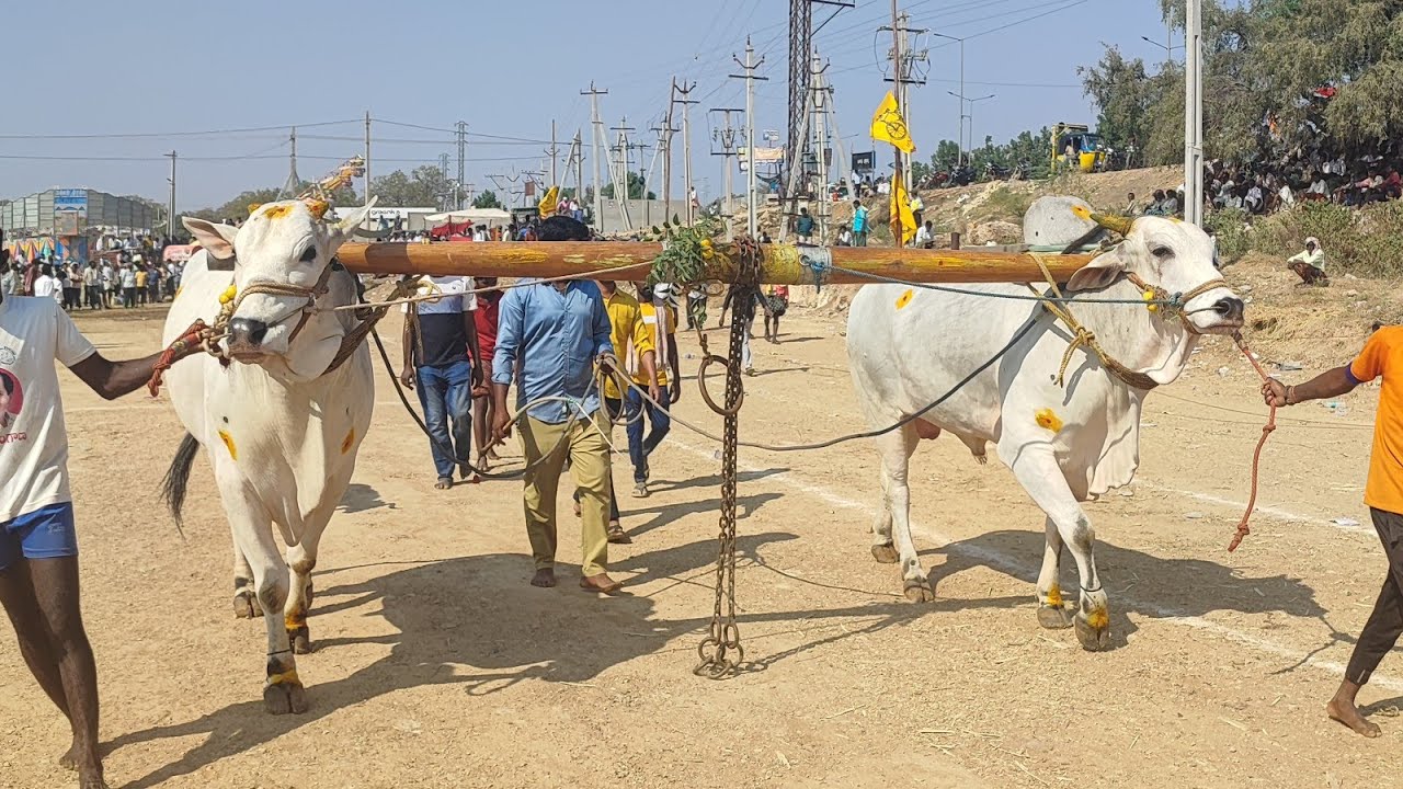 కాలువ బుగ్గ న్యూ కేటగిరి విభాగంలో 10వ జత SBR బుల్స్