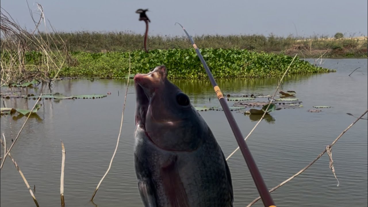Tilapia fishing in the lake using simple techniques. [January.27.2026]