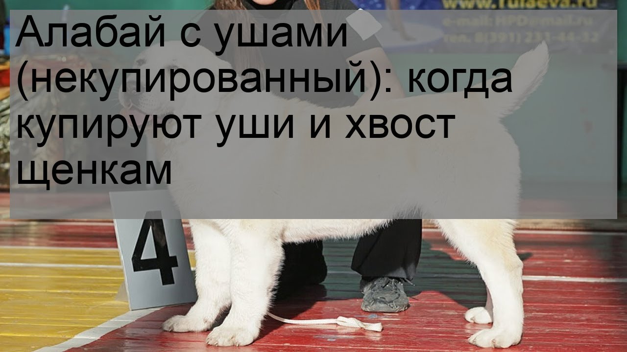 Алабай с ушами (некупированный): когда купируют уши и хвост щенкам
