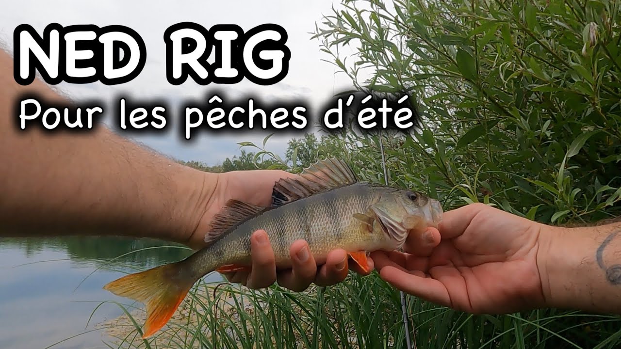 Pêche d’été au NED RIG, les perches et brochets en raffolent