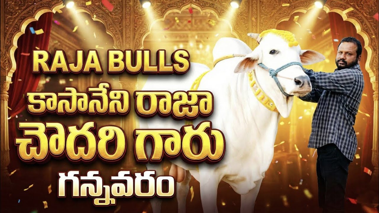 🚩3/2/2026రెంటచింతల సీనియర్స్ 13జత  కాసానెన్ని రాజా చౌదరి గారు అభయంత్ ఉగ్ర తేజ గిత్తలు
