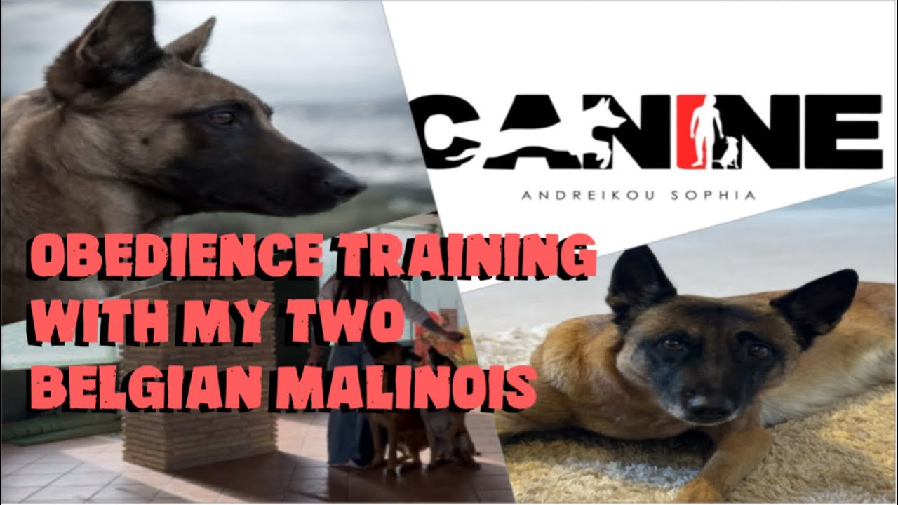 Υπακοή με Δύο Σκύλους | Obedience Training with my two Malinois 