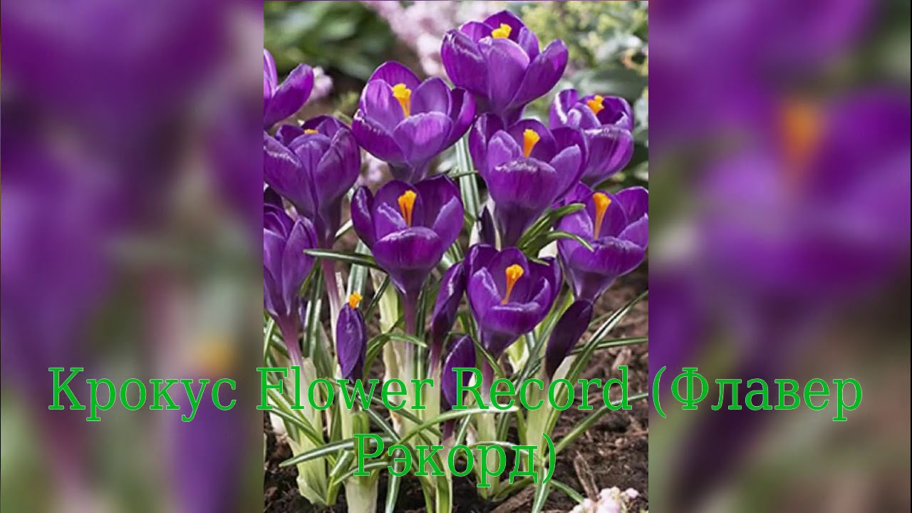 Crocus Flower Record (Крокус Флавер Рэкорд)