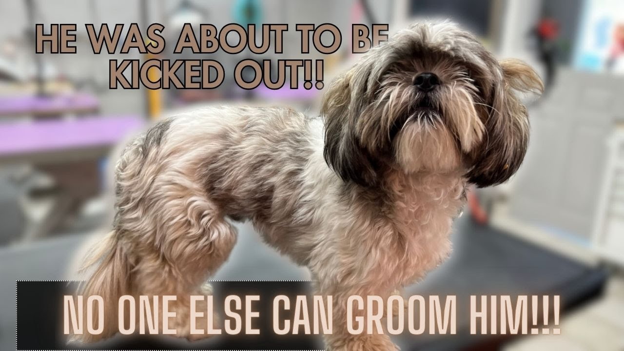 He WAS GETTING BANNED from the SALON!! 😱😱