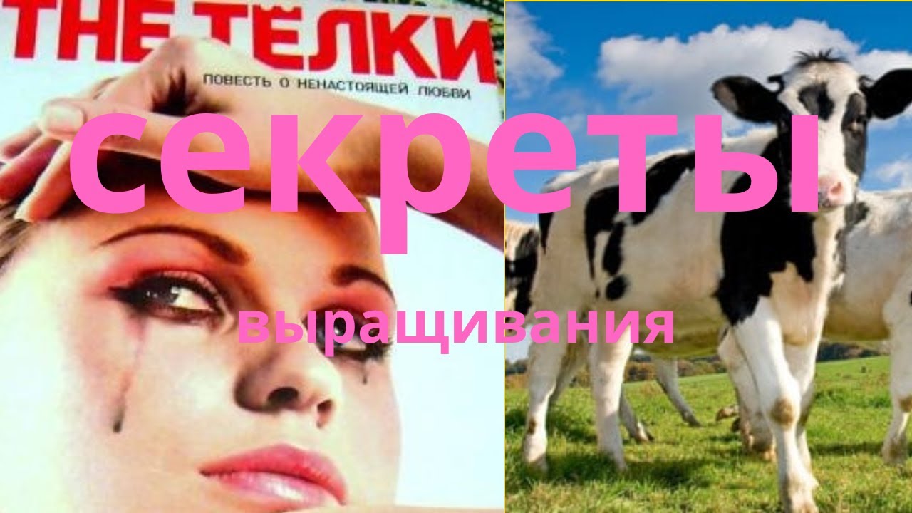 Телки. Секреты выращивания