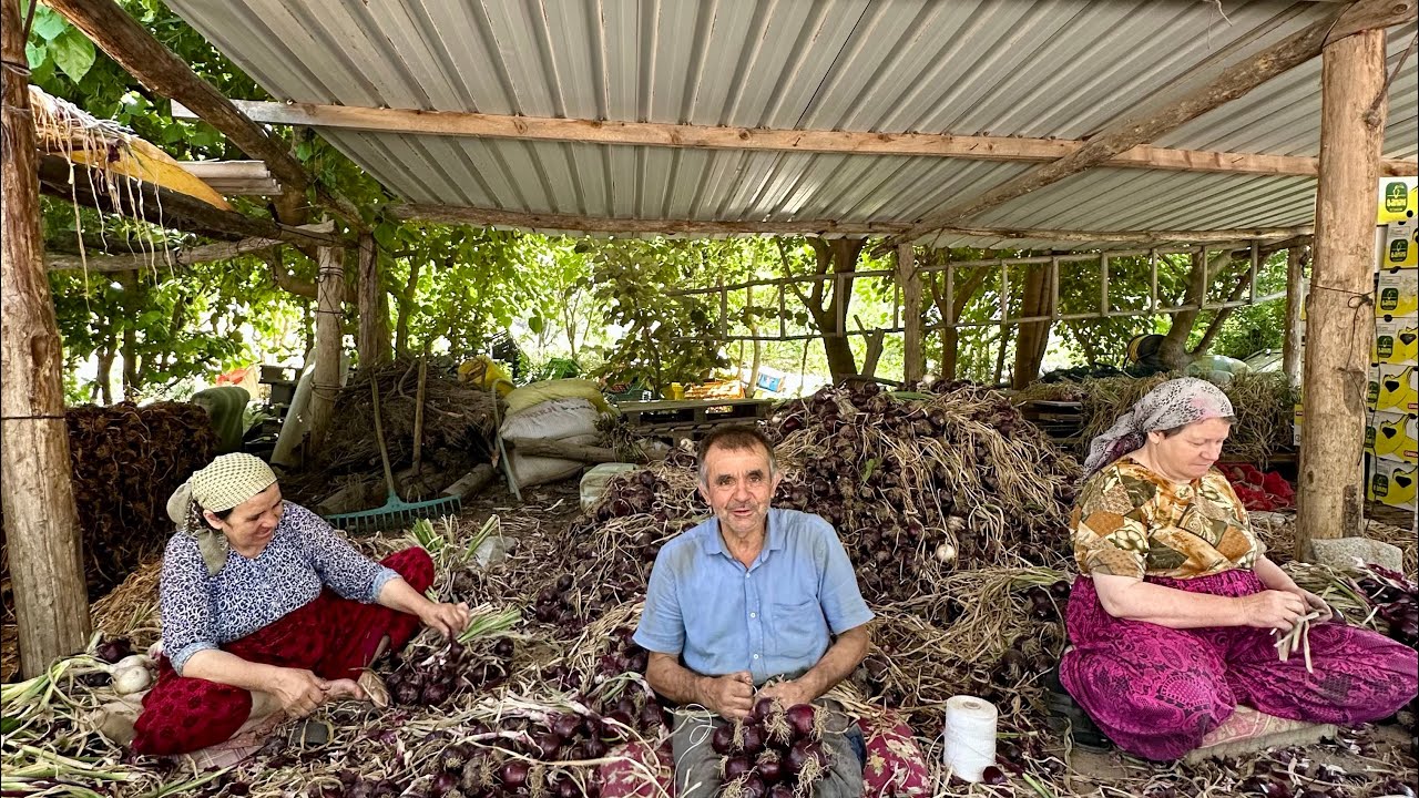 Erdek Ballıpınar Köyü Mor Soğan Hasadı 🌿