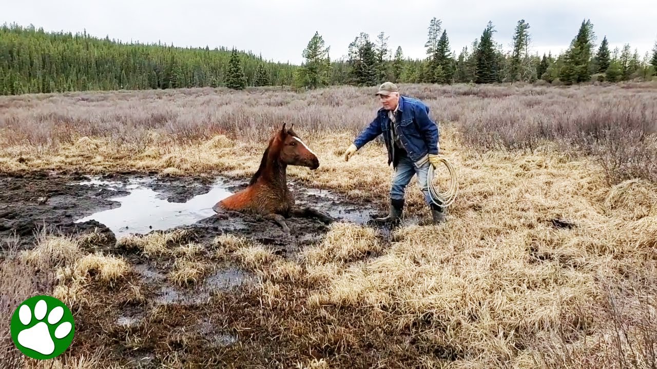 Дикую лошадь спасли из грязевой ямы
