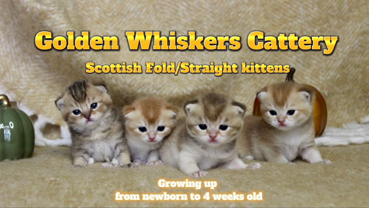 Golden Whiskers Cattery - Black Golden Shaded/Chinchilla Scottish Fold/Straight kittens.