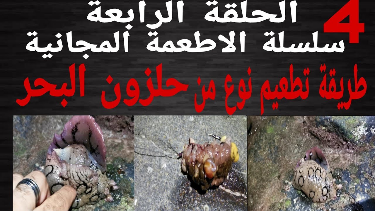 طريقة تطعيم نوع غريب من حلزون البحر