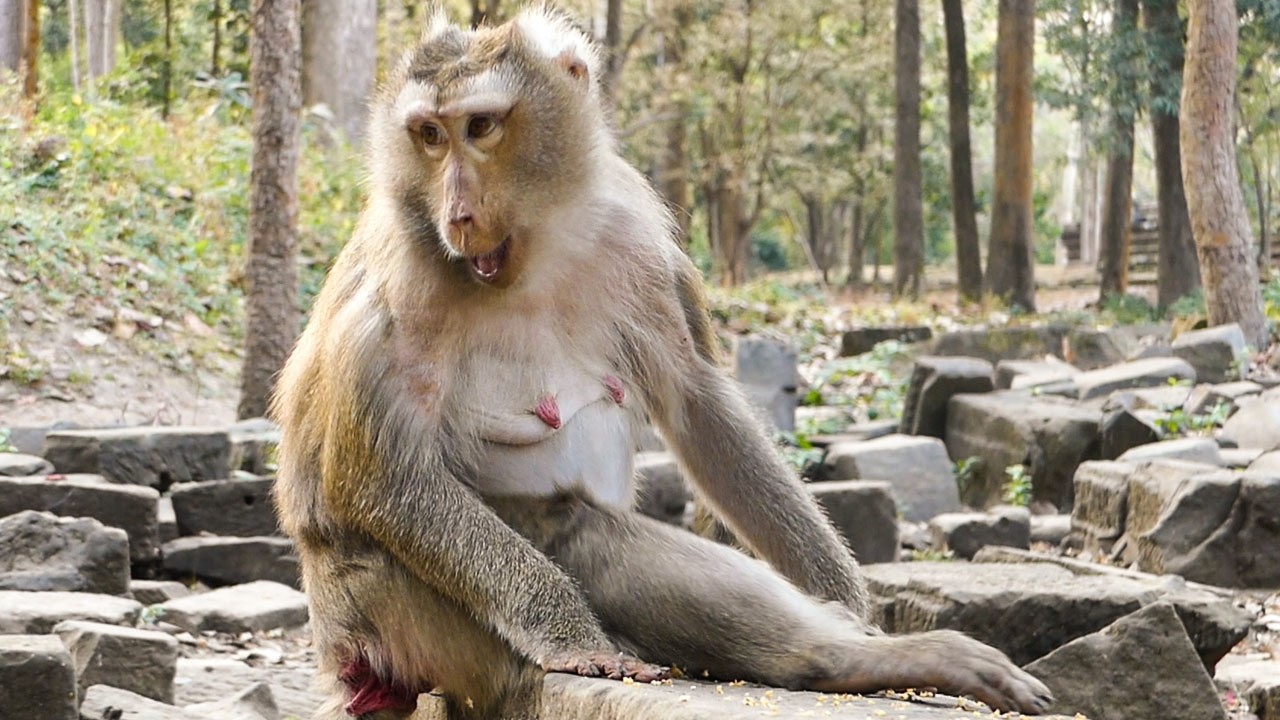 Soft nature moments |Monkey Libby spends time alone grooming herself & relaxing