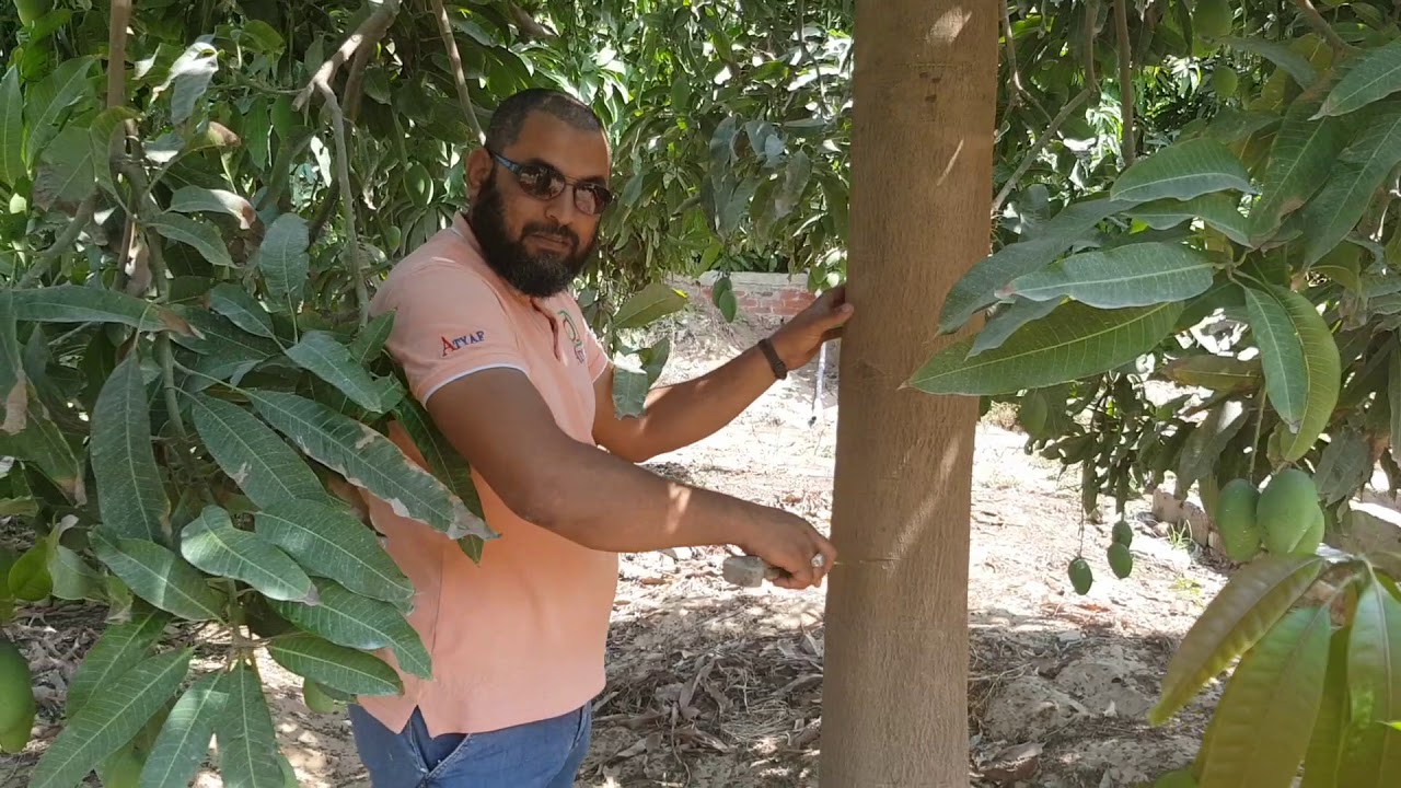 فيديو يوضح عمليه التجريح في ساق المانجو لزياده الإنتاج
( شير ونفع الغير) 
#يوميات_مزارع_بسيط