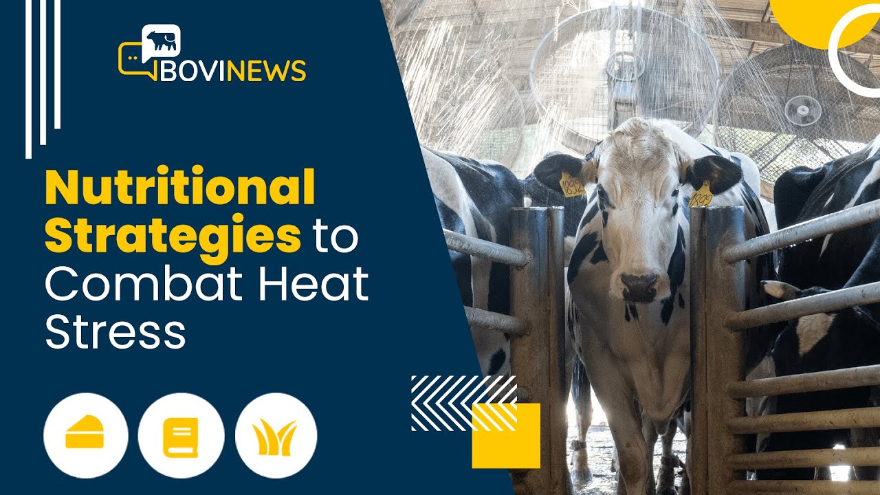 Webinar: Nutritional Strategies to Combat Heat Stress