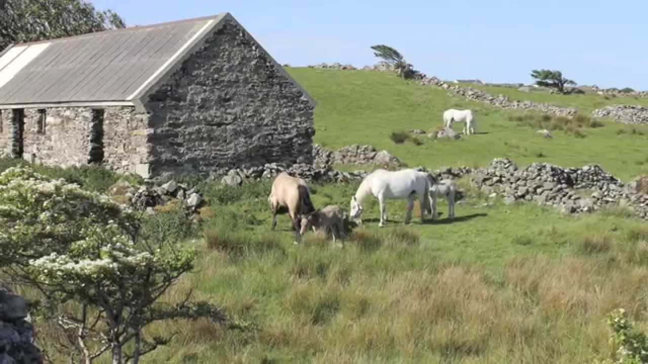 Connemara Ponies of Ireland
