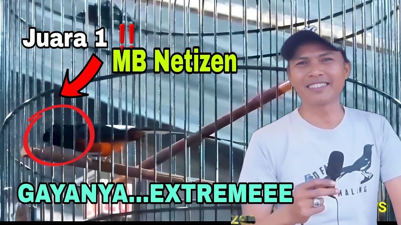 Murai Batu Netizen‼️Juara 1 Dengan Gayanya Super Extremeee Milik H. Kosim