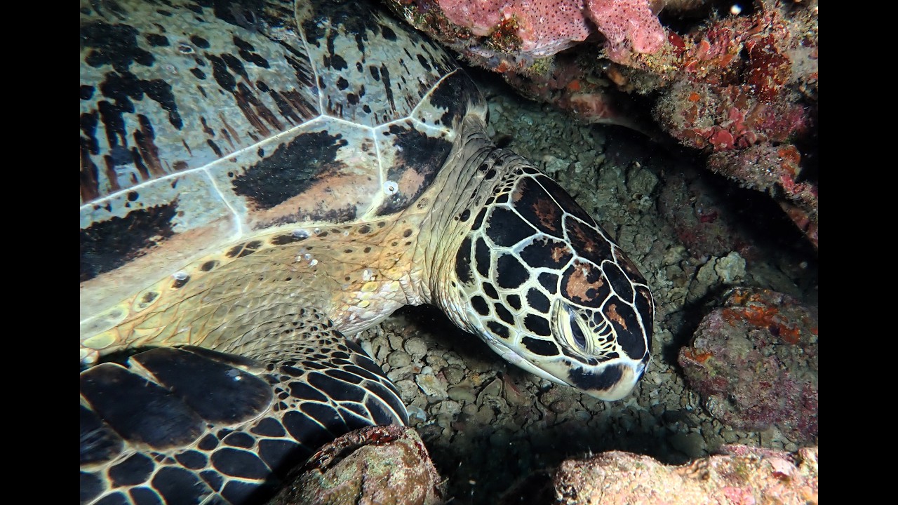Bunaken Island,Indonesia 27 02  4 03 2026