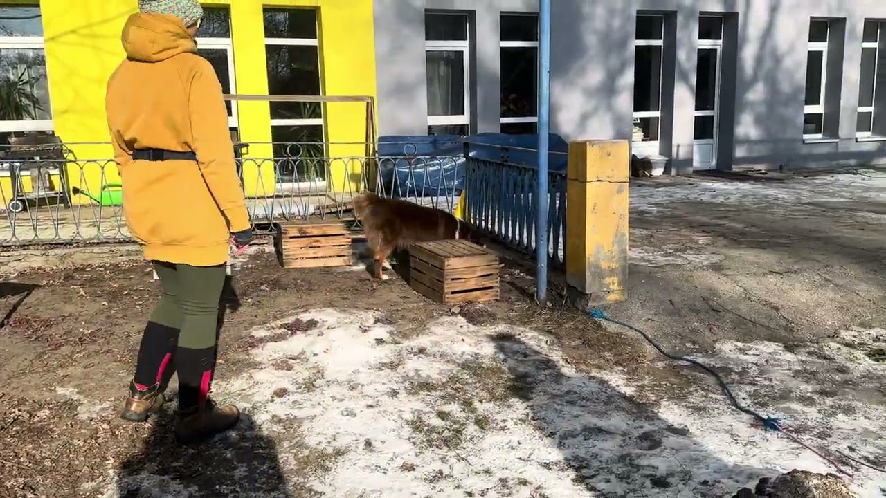 2026.01.31 Zawody Nosework Polska z Nosework Łódź, kl1 obszar, Szaman 