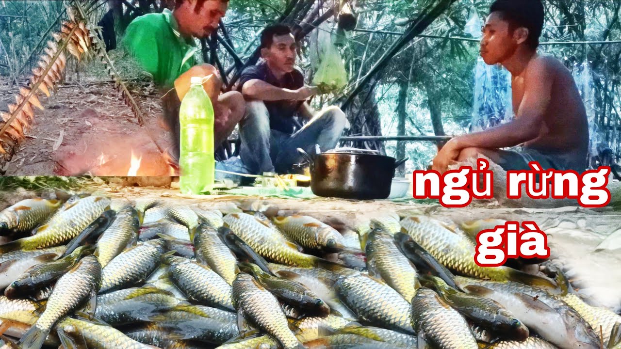 trải nghiệm rừng già, thức ăn hoang dã, ếch, cá, rau ăn không hết|phúc làng tv