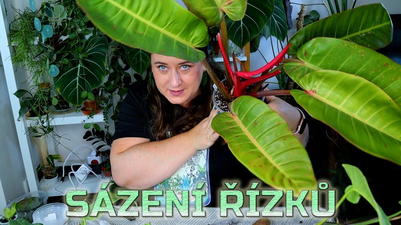 Pojďme zasadit řízky pokojovek, které čekaly ve vodě 4 měsíce !!!!
