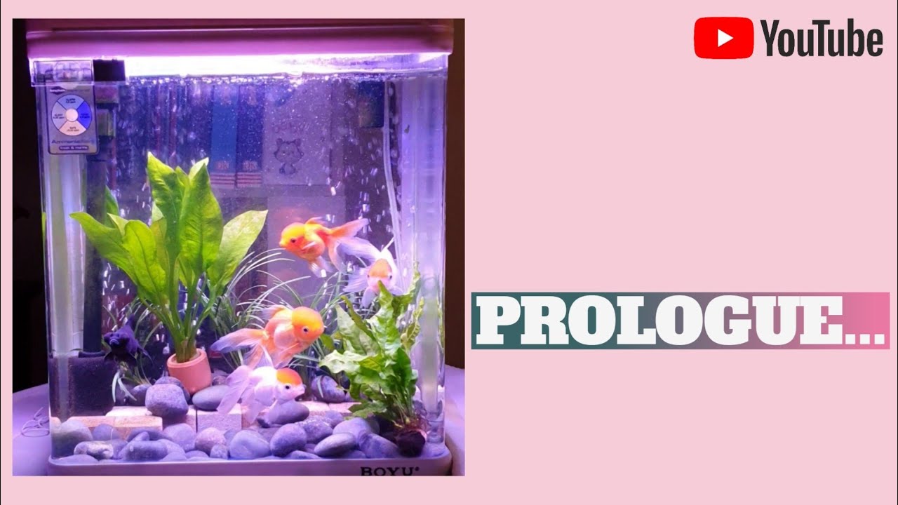 Prologue: An Overstocked Goldfish Tank