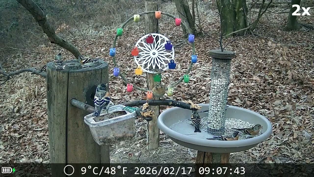 20260217 POSATOIO - BIRD FEEDER