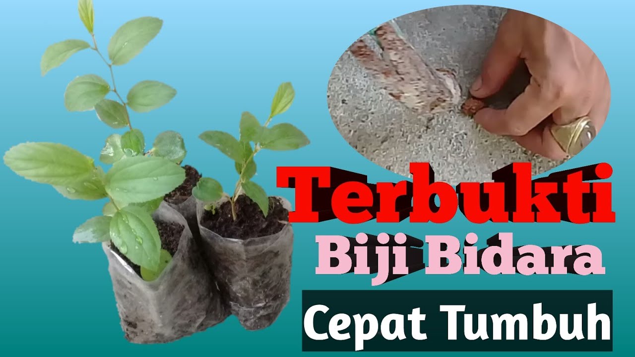 Cara Semai Biji Bidara supaya Cepat Tumbuh