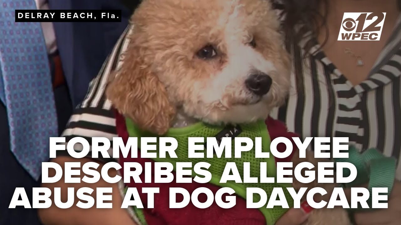 'Kick him in the stomach'; Former employee describes alleged abuse at Delray dog daycare