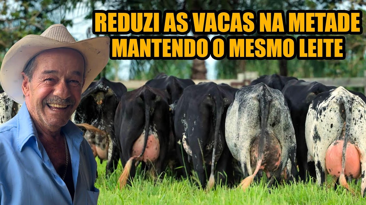''COM ESSE TRATO, AS VACAS AUMENTARAM MUITO O LEITE"