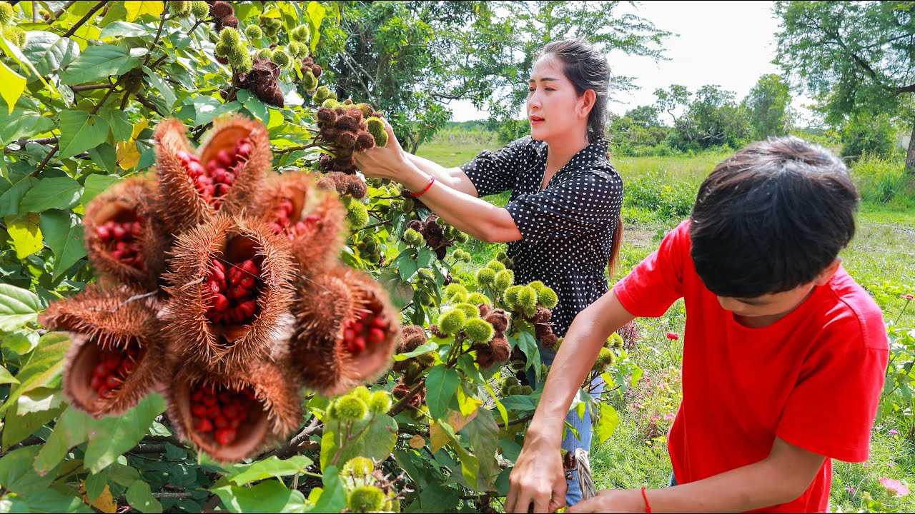 Have you ever harvest curry fruit and cook in your place | Food from curry fruit in my village