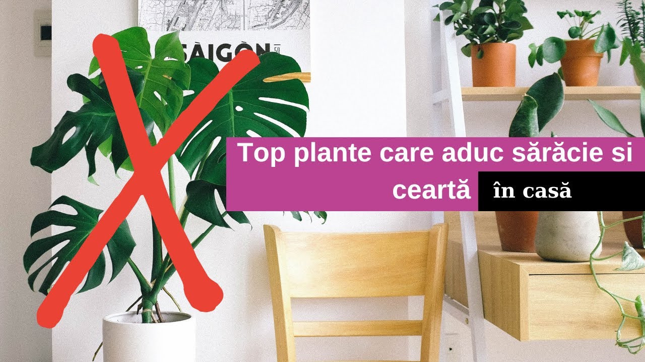10 Plante care aduc ghinion și sărăcie în casă