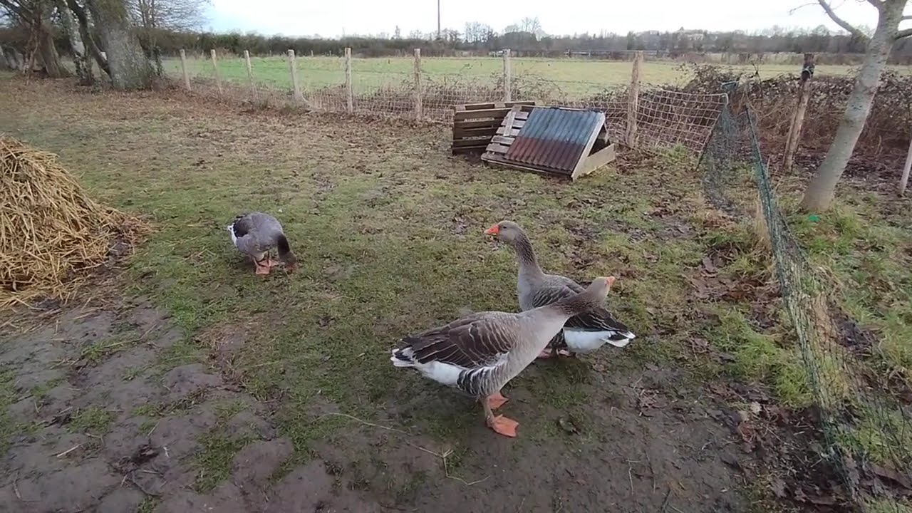 Début de la reproduction, le renard à encore frappé.
