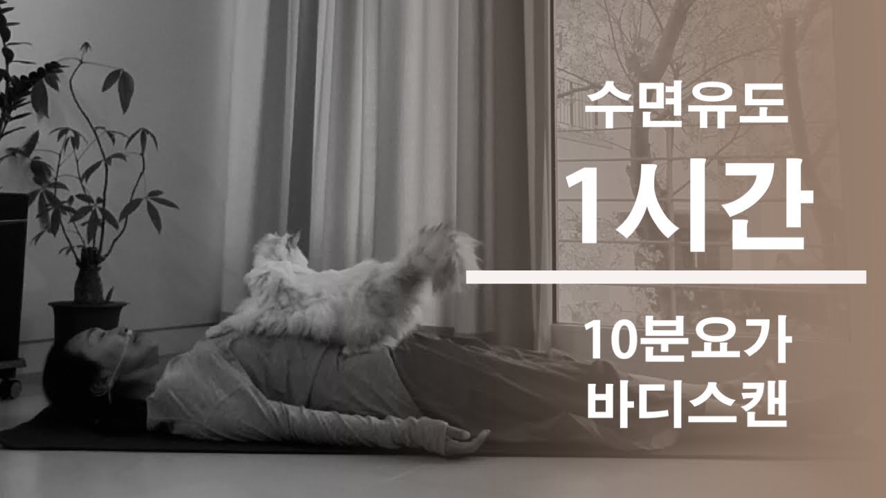 요일별 요가 / 금요일명상 / 숙면을 위한 수면유도 요가 & 바디 스캔