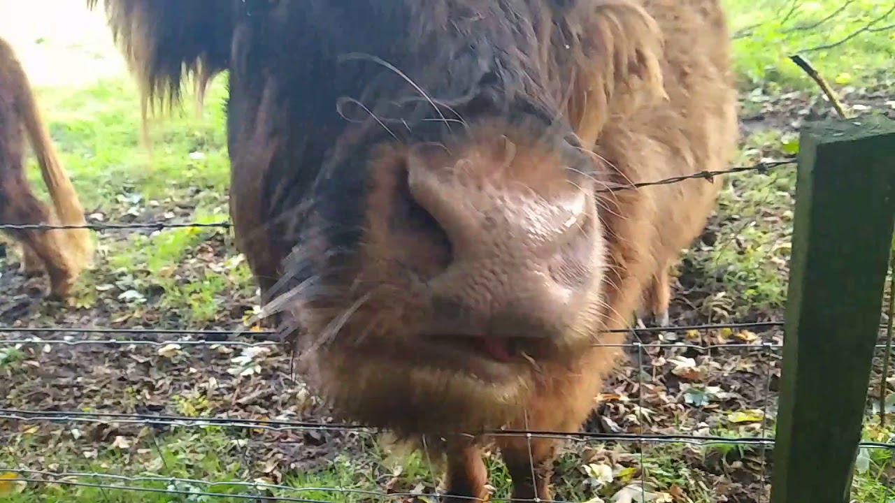 Highland Cows In Nairn Scotland