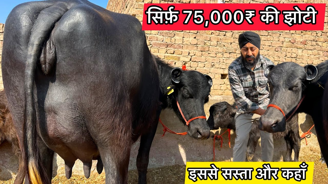 सिर्फ़ 75,000₹ की लो ताजी झोटी । 5 भैंसे बिकाऊ दूध 12 से 20 लीटर  Aulakh Dairy Farm 52GB