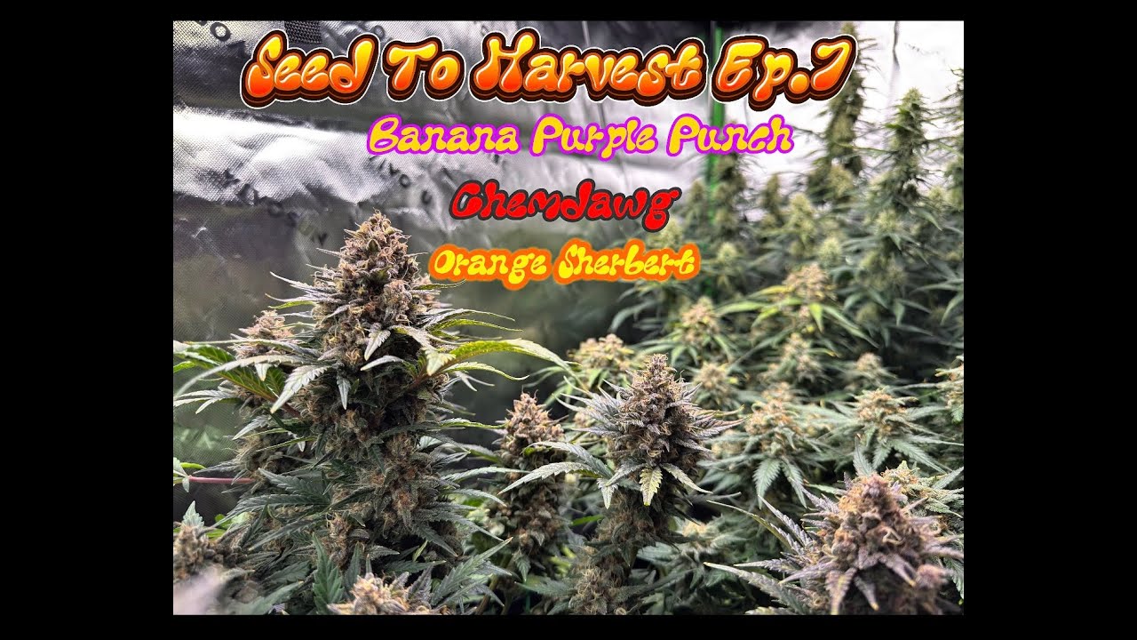 Seed to Harvest Ep.7 Banana Purple Punch, Chemdawg and Orange Sherbert