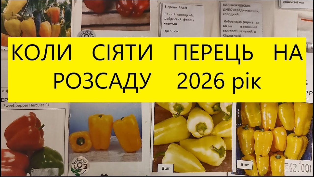 КОЛИ  СІЯТИ  ПЕРЕЦЬ  НА  РОЗСАДУ  2026 рік