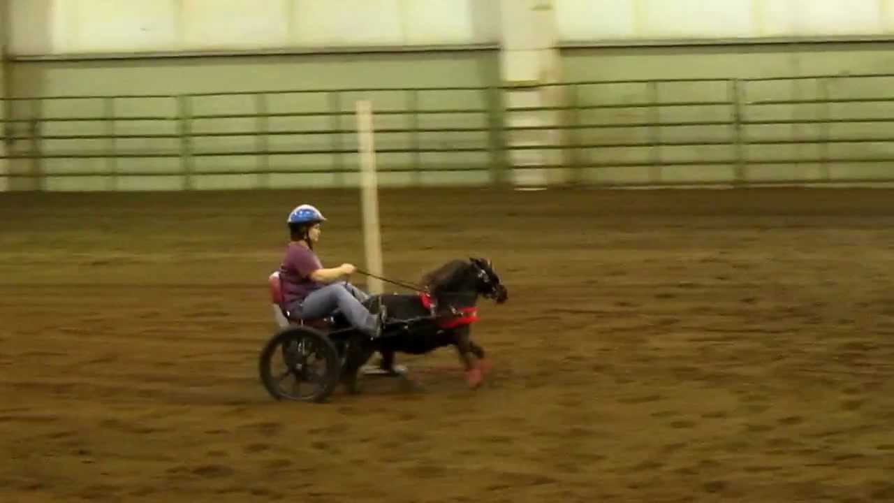 Bill the miniature horse pole bending in his Hyperbike cart.