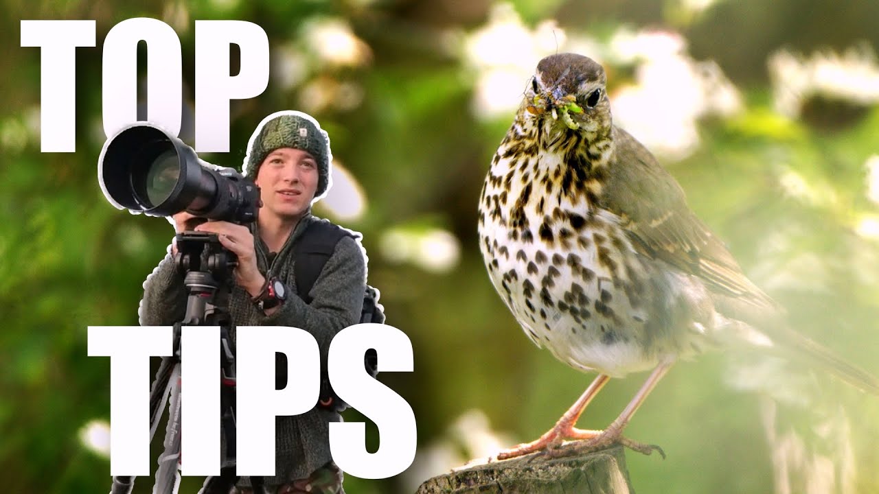 ГЛАВНЫЕ СОВЕТЫ, как УЛУЧШИТЬ ваши фотографии дикой природы | Развивайте свое мышление