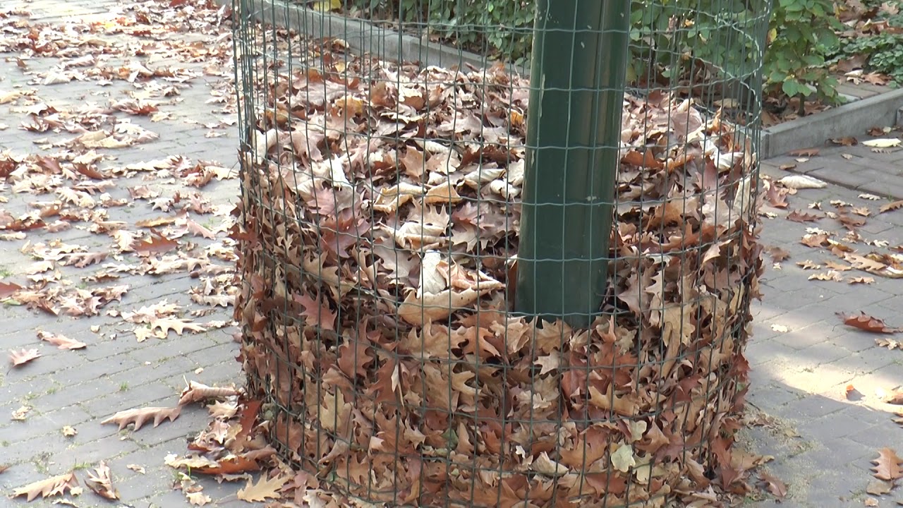 Bladkorven en bladruimen